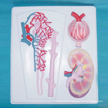 Human Kidney Medical Anatomy Nephron and Glomerular Model for Teaching (R110103)